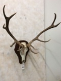6x5 Elk Antlers on Skull w/Plaque