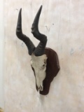 Hartebeest Skull w/Horns on Plaque