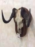 Black Wildebeest Skull w/Horns on Plaque