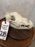Timberwolf Skull on Plaque