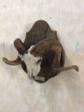 Corsican Horns w/Skull on Plaque
