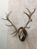 Red Stag Skull w/Antlers on Plaque