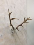 Fallow Deer Antlers w/Skull