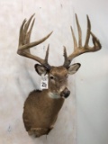 Reproduction SMITH BUCK XL Whitetail Sh Mt