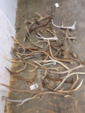 Box of Assorted Antler Sheds (ONE$)
