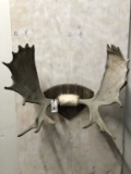 MOOSE ANTLERS ON PLAQUE