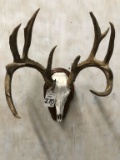 WHITETAIL ANTLERS W/SKULL ON PLAQUE