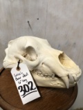 GRIZZLY BEAR SKULL 8.5x14 3/8
