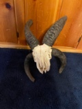 Jacobs 4 Horn Sheep Skull