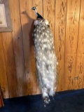White Eye Silver Pied Peacock on Perch