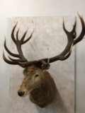 XL Red Stag Sh Mt