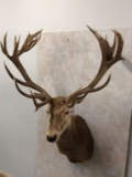 24Pt XL Red Stag Sh Mt