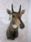 Nilgai Sh Mt