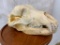 XL Grizzly Bear Skull