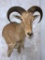 Aoudad wall Ped