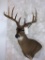 Whitetail Wall Ped Mt