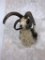 Beautiful 4 Horn Jacobs Sheep Sh Mt