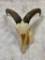 Aoudad Skull