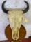 Buffalo Skull