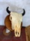 Small Buffalo Skull