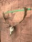 BIG Fallow Deer skull/antlers