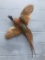 Flying Ringneck Pheasant 32