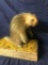 Realllly Nice Lifesize North American Porcupine taxidermy mount 13