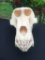 Large . Male Baboon Skull, all teeth 9