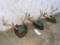 3 Whitetail Racks on Plaques (3x$)