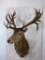 XL Red Stag Sh Mt w/Drop Tynes