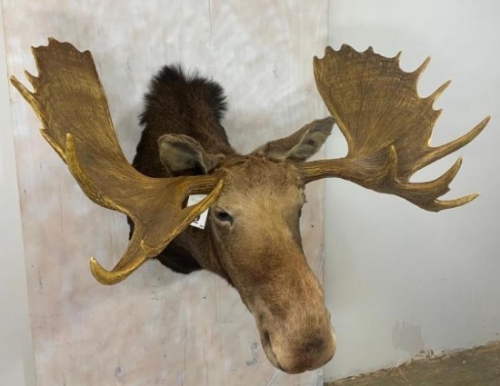 Moose Sh Mt w/Reproduction Antlers