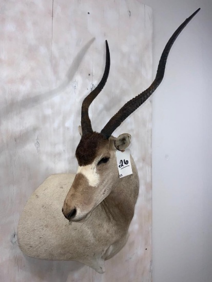 Addax Wall Pedestal (TX RESIDENTS ONLY)