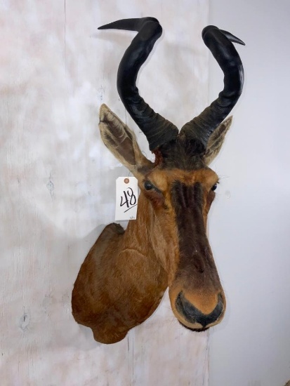 Hartebeest Sh Mt