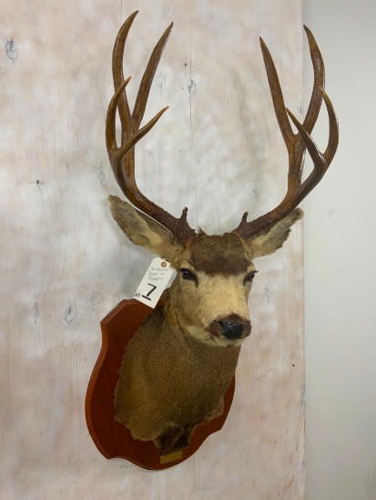XL Mule Deer Sh mt on plaque