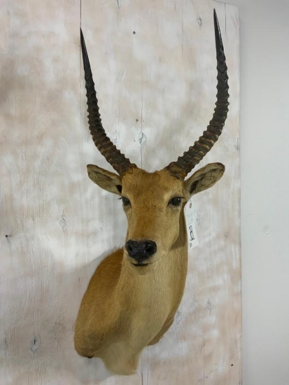 Red Lechwe Sh Mt (TX RESIDENTS ONLY)