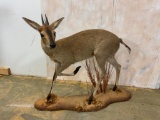 Lifesize Common Duiker