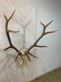 6x6 Elk Skull