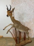 Lifesize Common Reedbuck