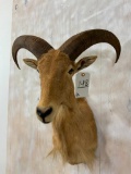 Female Aoudad Sh Mt