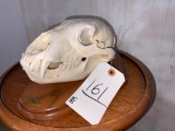 Black Bear Skull on Plaque