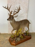 Lifesize Whitetail on Base