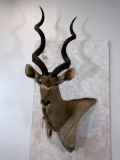 Kudu Wall Ped w/Removable Horns