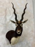 Blackbuck Sh Mt