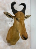 Red Hartebeest Sh Mt