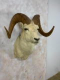 Big Horn Dall Sheep Sh Mt