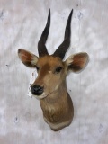 Bushbuck Sh Mt