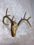 Whitetail Skull