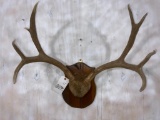 Mule Deer Rack on Plaque