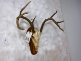 Whitetail Skull