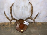 Mule Deer Rack on Plaque